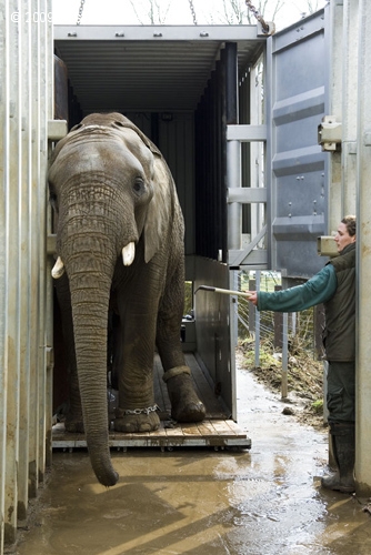 Költöző elefántok